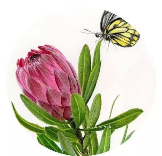 彩铅花卉作品 | 彩铅花卉欣赏,美美哒花卉素材