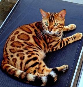 孟加拉豹猫纯种活体幼仔大玫瑰花纹家养短毛幼猫豹纹宠物猫咪活物