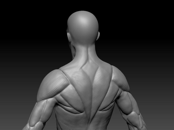 男性人体肌肉模型练习