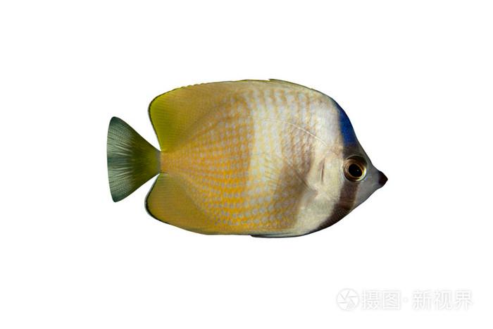 孤立在白色的热带鱼chaetodonkleinii