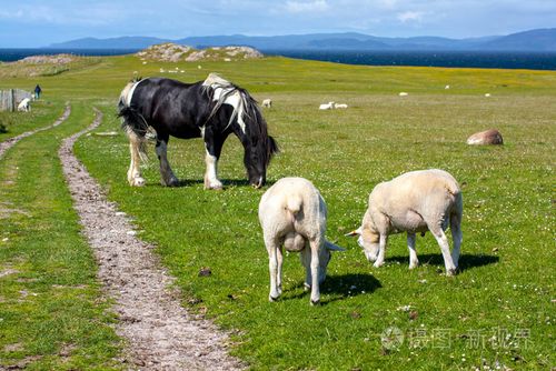 羊和爱奥那岛内赫布里苏格兰田野里的马
