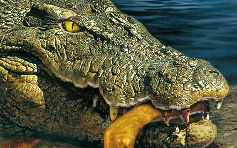 湖底潜藏巨型鳄鱼,人们竟然用野猪当做诱饵来捉它,惊悚片