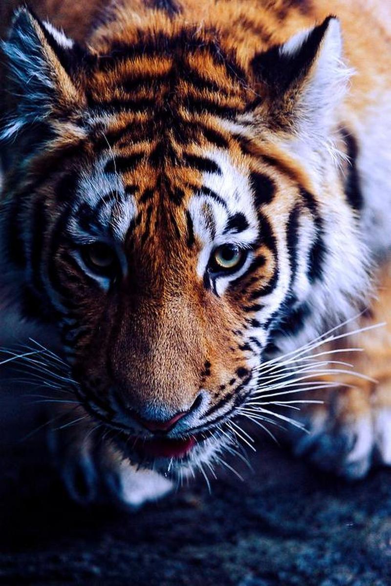 你认为哪只老虎最凶狠?测你和你另一半的感情会如何
