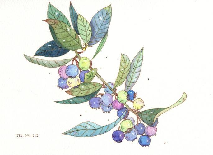 我真的太喜欢蓝莓啦～第一次用颜彩画画,体验感不错准备把这幅蓝莓画