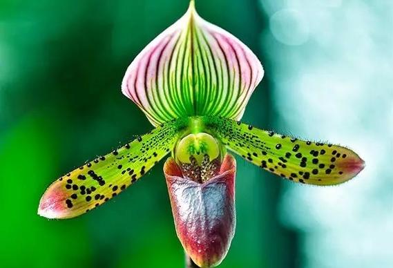 世界上最美的花 10种特别香又好看的花-有深度有内涵的一个小网站