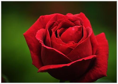 玫瑰花闪动图片最好看的鲜花图片大全微信头像花朵图片大全真实