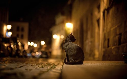 黑猫在街头的夜晚