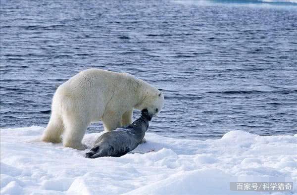 北极熊和棕熊,谁才是真正的"熊科之王"?
