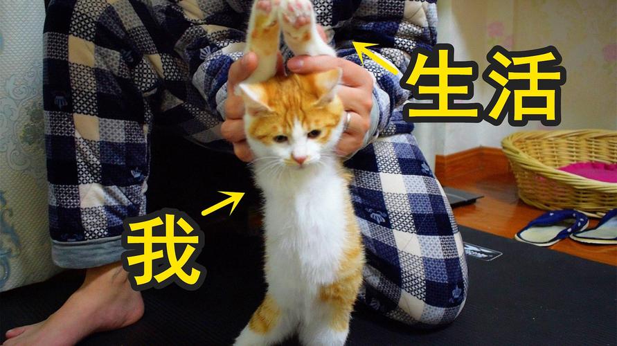 小橘猫被逼迫着摆出各种姿势,猫:生活终于对我下手了!