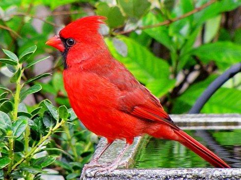 极品红色鸟类红衣主教鸟