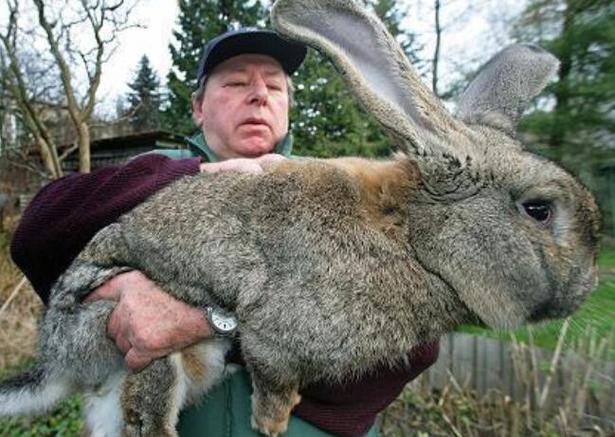 世界上最大的兔子大流士兔体长122米