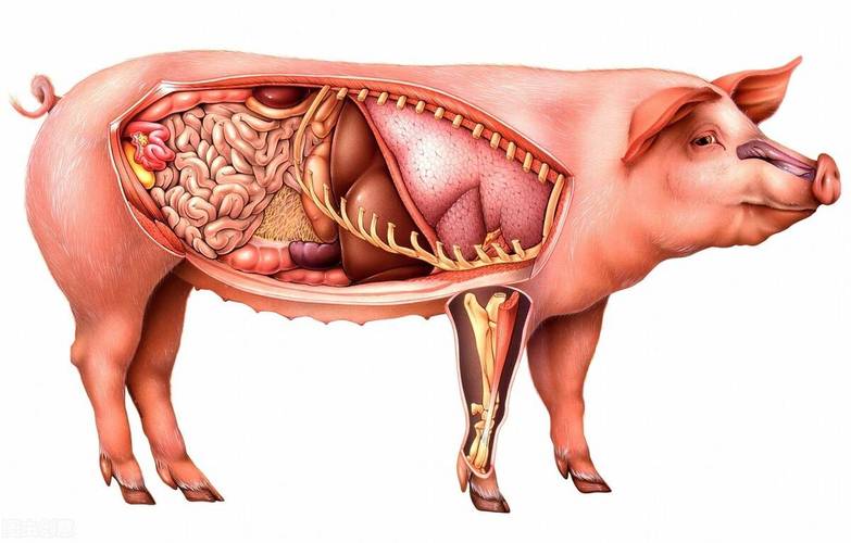 的器官移植给人体,用于治疗相关疾病,其中猪器官移植进人体并非是首次