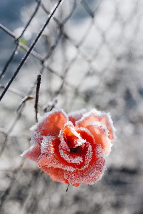 冬天,霜冻,花卉,植物冬天凌寒而开的花 明星图片