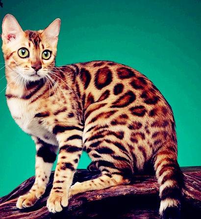 豹猫纯种孟加拉猫黄金豹活体家养宠物雪豹大型猫咪