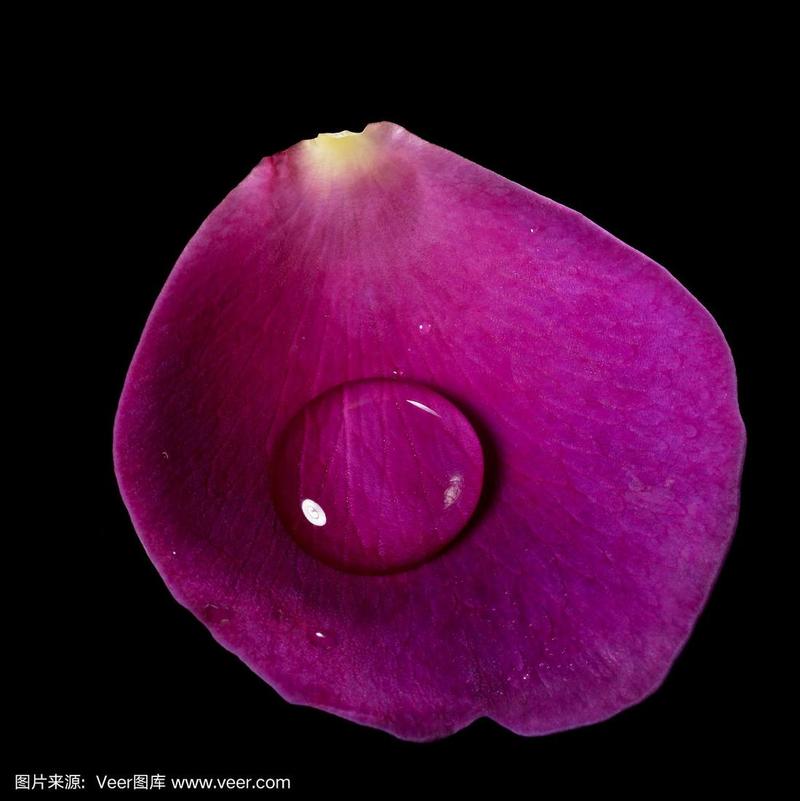 紫罗兰玫瑰花瓣和水滴