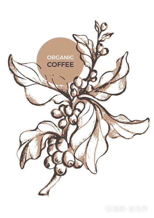 插画 艺术 咖啡有机包装的矢量素描.自然逼真模板与叶子, 豆.