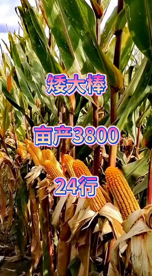 矮杆高抗大穗型品种高产玉米,大棒王-度小视