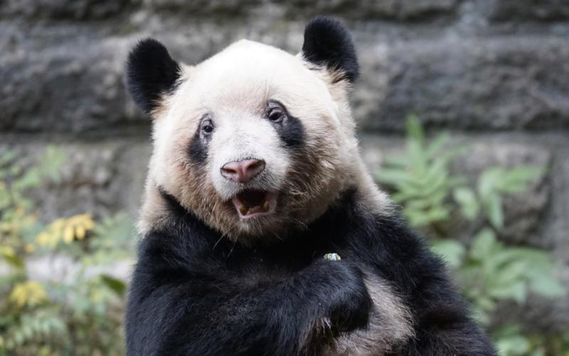 【大熊猫友友】虫洞螨虫眼最严重的熊之一,小时候颜值出众被全友家私
