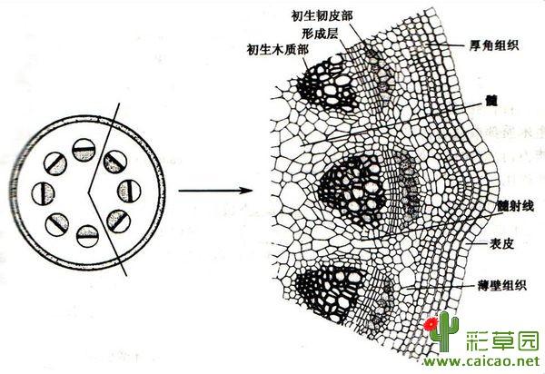 双子叶植物茎结构简图