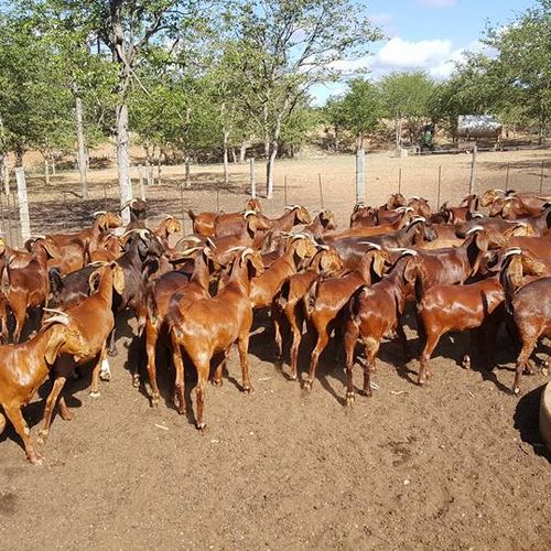 best price kalahari red goats for sale in south africa