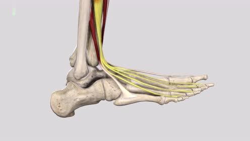 肌肉功能解剖 趾长伸肌讲解