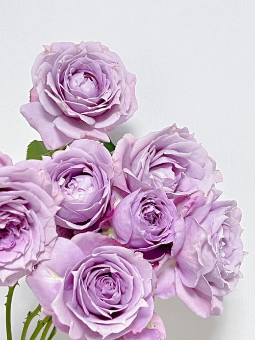 这个紫刚刚好,实物更美#月季诺瓦利斯#诺瓦利斯欧月#点缀生活的鲜花
