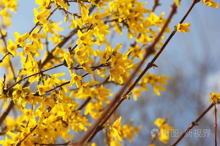 黄色的树在春天开花开花的树靠近