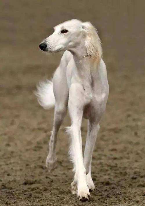 美颜"的狗狗,有着飘逸的长毛,身体匀称轻盈,还有着一双纤细的大长腿