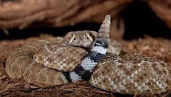 响尾蛇是一种有毒的蛇,分布在美洲大陆的多种栖息地中.