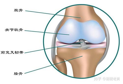 你的膝关节总是疼痛可能是这些原因有效改善试试这样做