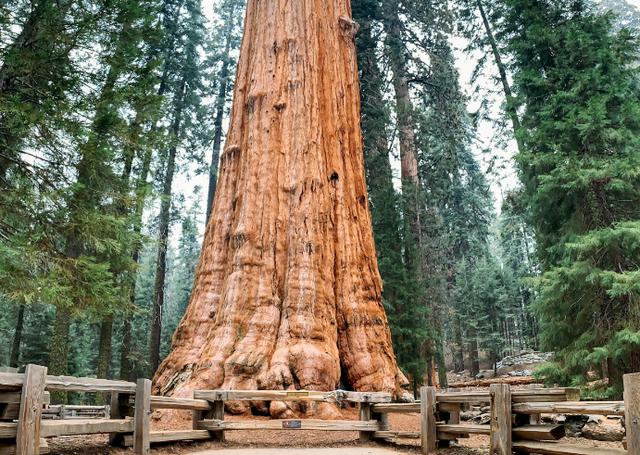 全球最大的树,高80多米重2800吨,已经长了2700年!