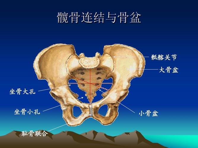 理论经验 保育员的职责ppt 髋骨连结与骨盆 骶髂关节 大骨盆 坐骨大孔