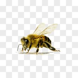 蜜蜂采蜜图片素材_免费蜜蜂采蜜png设计图片大全_图精灵