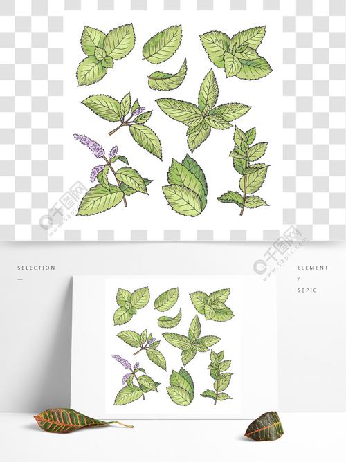 健康的薄荷叶草药薄荷的不同矢量彩色插图手绘图片的叶子和薄荷脑分支