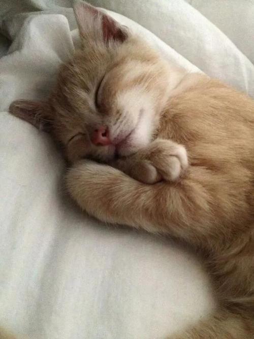 一组治愈的猫咪睡觉图片:猫咪果然是冬日里的小温暖呀!