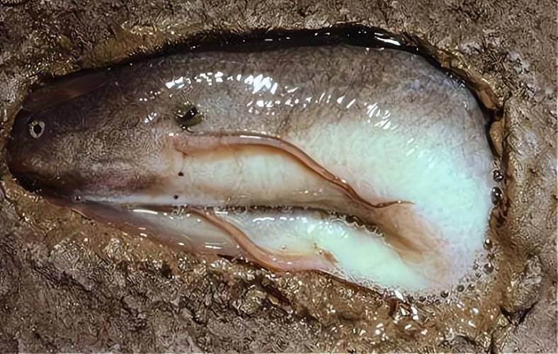 非洲肺鱼不吃不喝能睡5年,到底什么来头?为何惨遭挖掘到濒危?