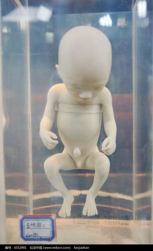 五个月的胎儿模型