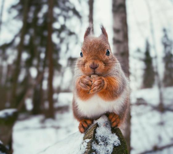 只要这位来自芬兰的年轻摄影师走进森林,这里的小动物们就不会挨饿