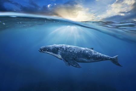 海洋鲸在海洋中大灰鲸照片