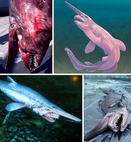 已灭绝的十大鲨鱼鲨鱼灭绝的后果