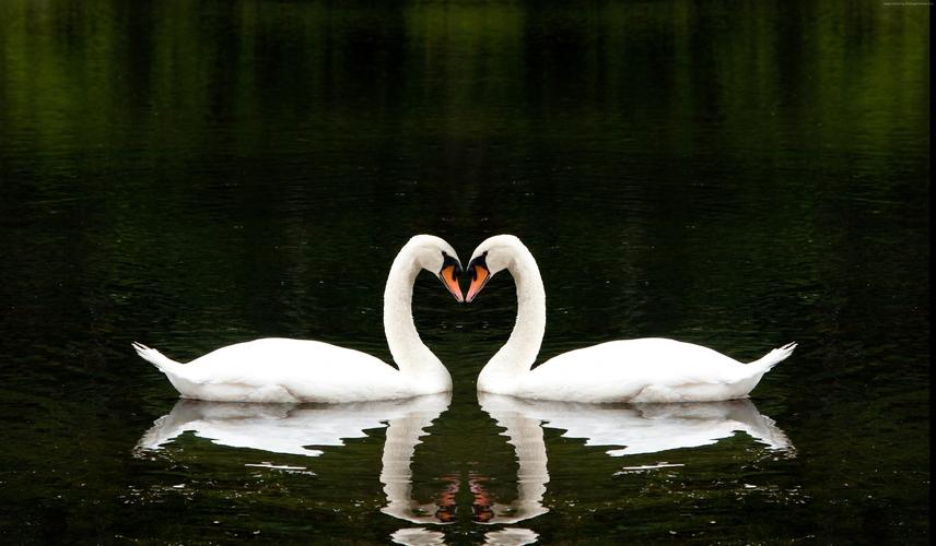 天鹅,夫妇,湖,可爱的动物,爱(水平)2048x1536分辨率下载,天鹅,夫妇,湖