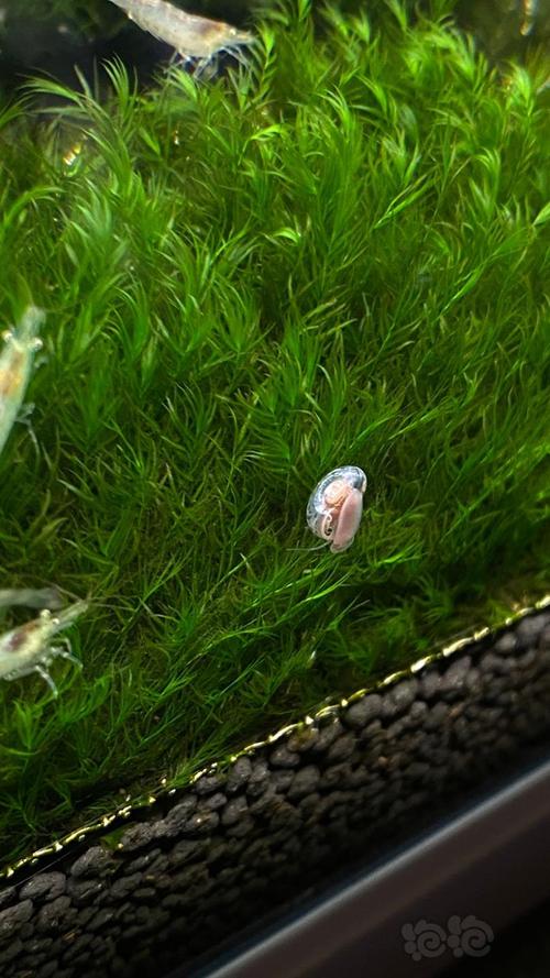这些小螺是苹果螺幼体吗