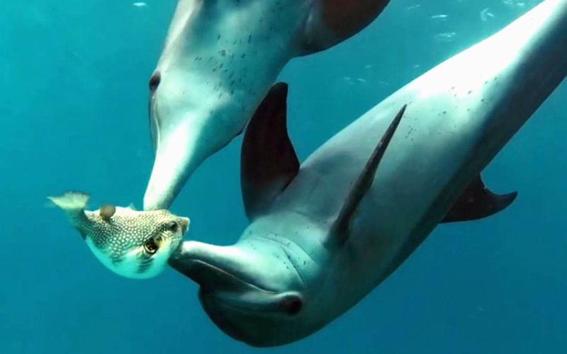 海洋里的瘾君子海豚疯狂撞击河豚竟然是为了吸毒