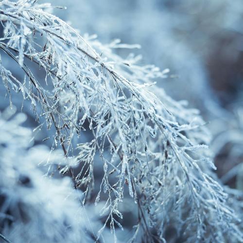潼南最近的霜冻天气,草木披上了一层霜衣