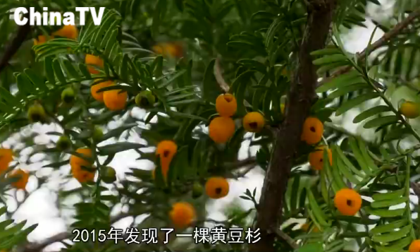 安徽发现罕见"黄豆杉",红豆杉中的极品,植物大熊猫中的珍品!