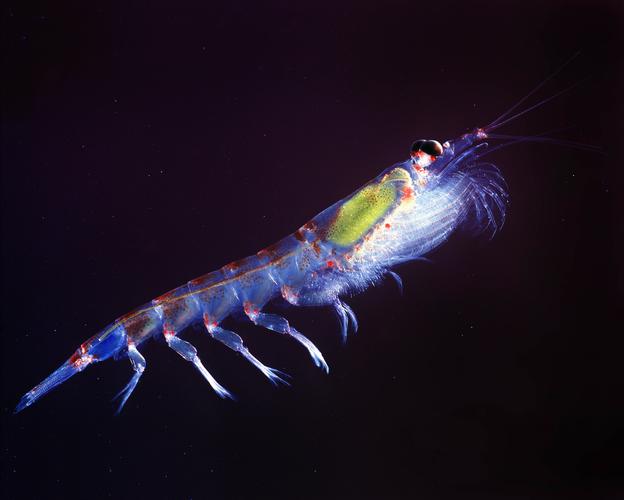  p>南极磷虾(学名: i>euphausia superba /i>)是磷虾科,磷虾属虾类.