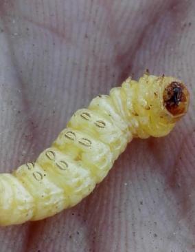 葡萄透翅蛾身长仅20毫米,一被蛀食,枝蔓就会枯萎,如何防治才好
