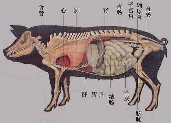 猪内脏解剖图猪内脏解剖器官依次为:食管,心脏,肺,肝脏,胃,脾,肾,结肠