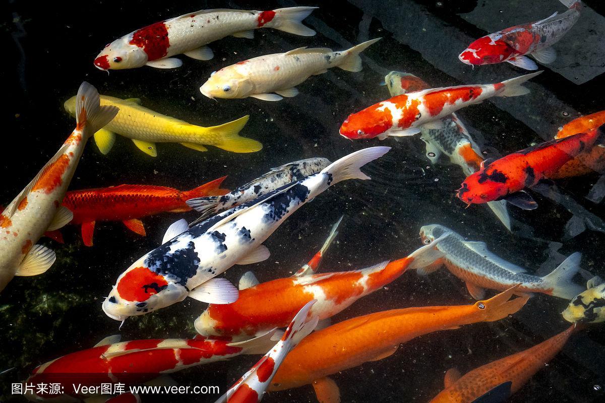 彩色锦鲤鱼群的特写图片