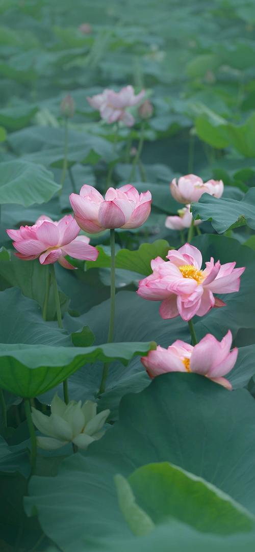 七月盛夏,池塘的荷花竞相绽放,一朵朵,静静的在莲叶间,优雅又